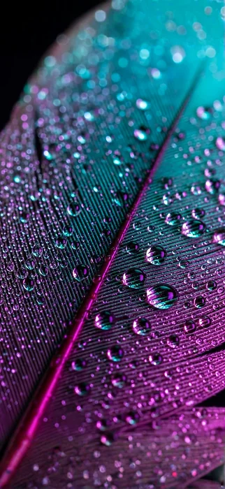 Holografische Feder & Wassertropfen